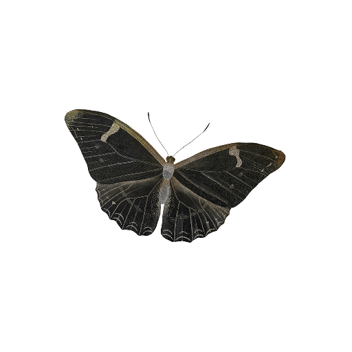 falena