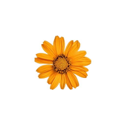 fiore