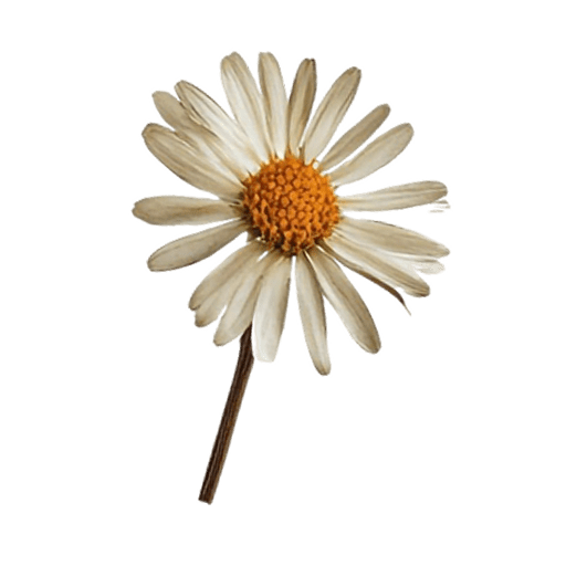 fiore