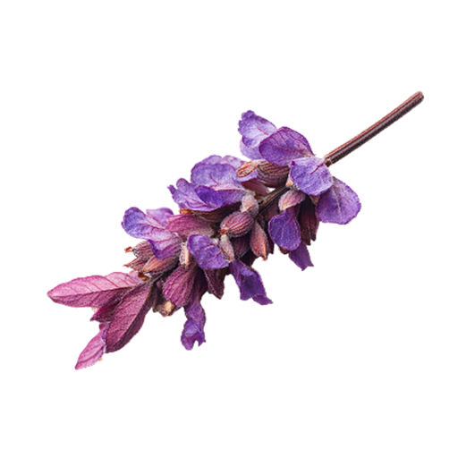 lavanda